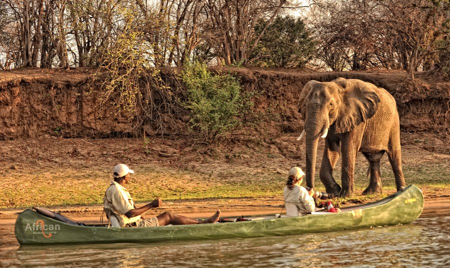 Elephant am Ufer mit Touristen im Boot