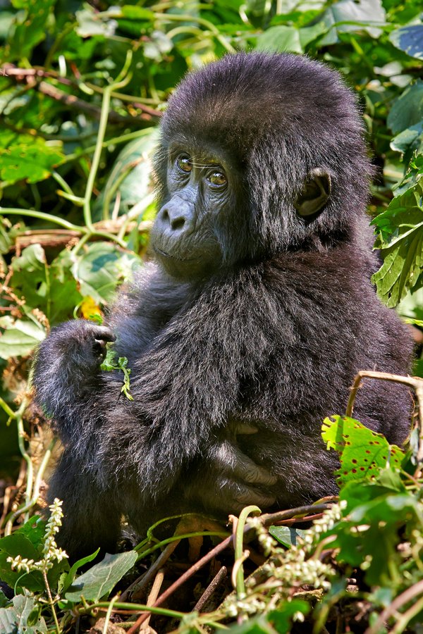 Gorillababy im Busch